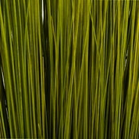 Vickerman 35-40 Basil Bright Grass, пакет от унции, изсушен